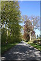 Tree Lined Road