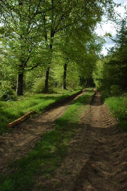 Track through the forest © Philip Halling :: Geograph Britain and Ireland