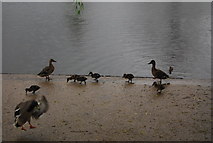 TQ1730 : Ducks and Ducklings, pond, Horsham Park by N Chadwick