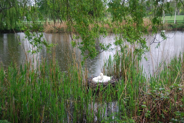 Swan nesting, Horsham Park