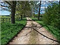 Tree lined driveway