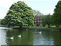 Swans on the Great Ouse