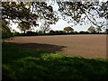 Field near Ox Hayes Farm