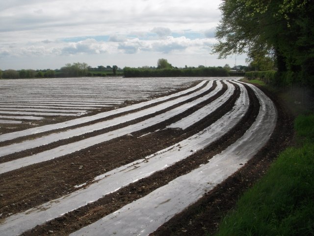 Field of Maize under propogation