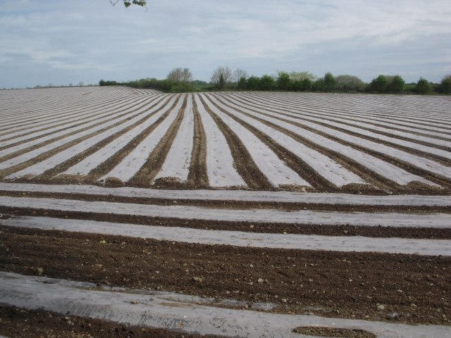 Field of Maize under propagation