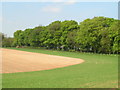 Farmland looking towards Ash Plantation