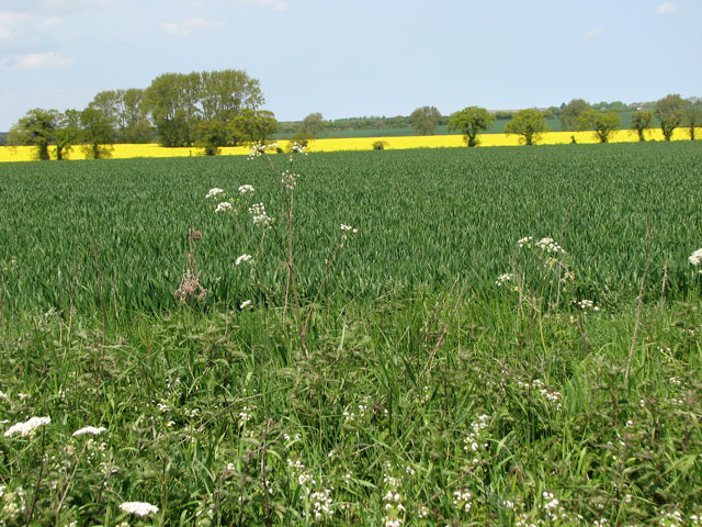 Fields east of Weasenham