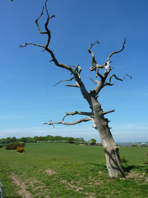 Dead tree near Stodmarsh © pam fray :: Geograph Britain and Ireland