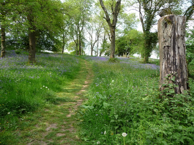 Bluebell woods on Coed y Bwnydd hill © Jeremy Bolwell :: Geograph ...