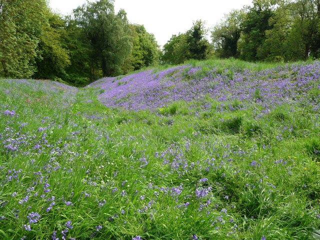 Coed y Bwnydd hillfort under bluebells © Jeremy Bolwell cc-by-sa/2.0 ...