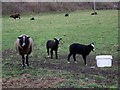 Balwen ewes and lambs, Beattock