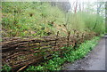 TQ1031 : Coppiced fencing, Downs Link by N Chadwick