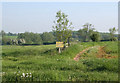 Footpath off Wash Pit Lane