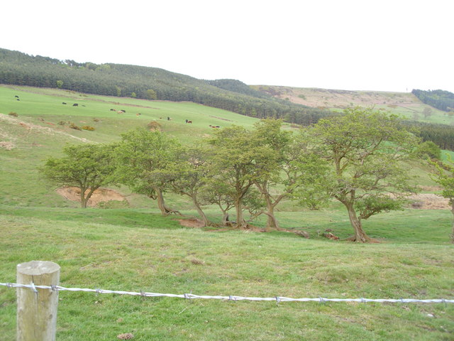 Old hedge near Roseberry Topping