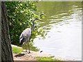 Heron at Broad Water (1)