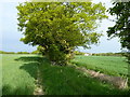 Fields and footpath near High House Farm