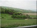 Farmland South of Askerswell towards Chilcombe Lane