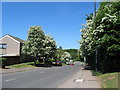 May blossom on Wildcroft Road