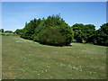 Three Cornered Copse