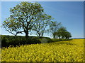 Field and line of trees