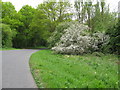 Blossom on the bend