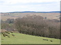 Pastures and woodland below New House (5)