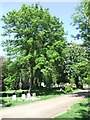 West Norwood Cemetery