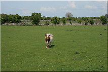 M4722 : Tallowroe, County Galway by Sarah777