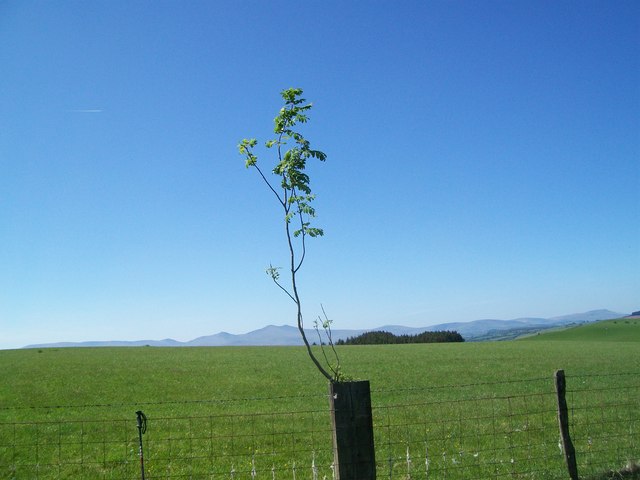 Rowan seedling in fence post