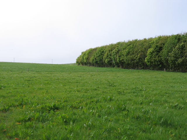 Grass ley and plantation on the Johnstown Castle farm, Co. Wexford