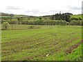 Spring crops, Davidston