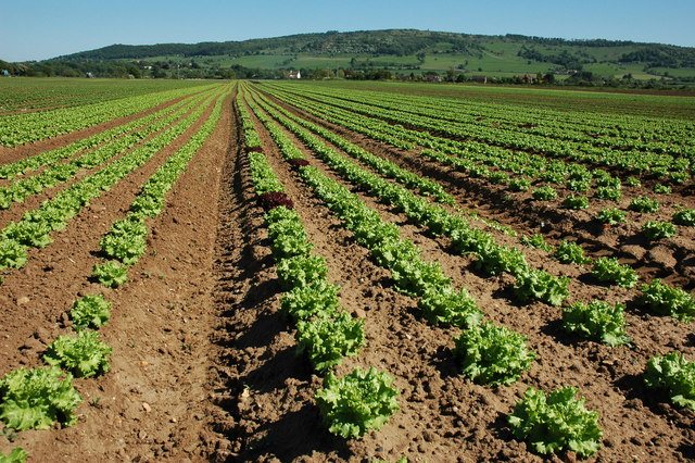 Field of lettuce, Birlingham