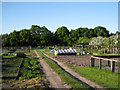 Allotments, Table Oak Lane