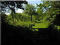 Footpath enters Standen Fruit Farm - Orchard