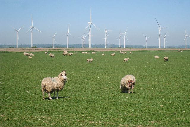 Sheep near Scotney Court Farm