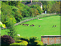 Deer, Ashdown Farm, Lambourn