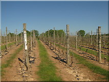 TQ8029 : Grape vineyard by David Anstiss