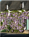 Flowering wisteria on a cottage in Pettistree village