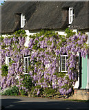 TM2955 : Flowering wisteria on a cottage in Pettistree village by Evelyn Simak
