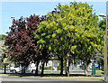 2010 : A laburnum, a copper beech and a hawthorn