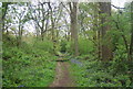 Sussex Border Path, Little Hawks Hill Wood