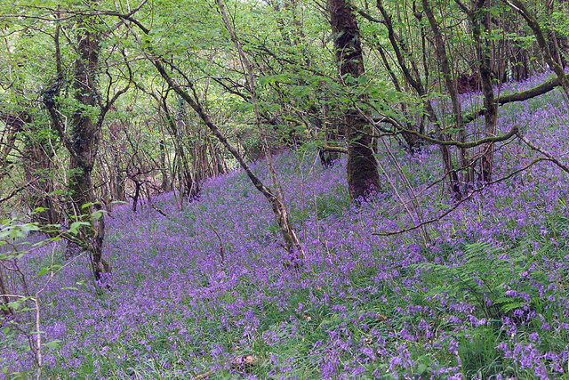 Bluebell Wood, Meldon