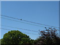 Swallow on power lines by Nursery Lane