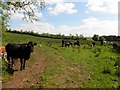 Killynacran Townland