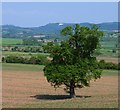 Lonely oak, much visited horse