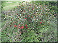 Quince, Red Flowering, Cydonia japonica rubra