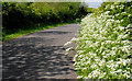 The Bressagh Road near Boardmills (2)