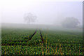 Tracks in the mist - Willoughby Gorse