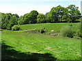 Pond in field near path to Sheepwash Farm