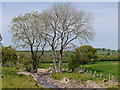 Trees over the Afon Br